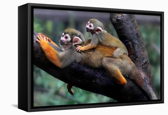 Squirrel Monkey and Baby-Lantern Press-Framed Stretched Canvas