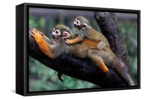 Squirrel Monkey and Baby-Lantern Press-Framed Stretched Canvas