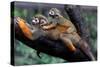 Squirrel Monkey and Baby-Lantern Press-Stretched Canvas