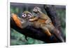 Squirrel Monkey and Baby-Lantern Press-Framed Art Print