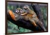 Squirrel Monkey and Baby-Lantern Press-Framed Art Print