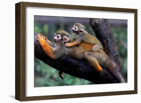 Squirrel Monkey and Baby-Lantern Press-Framed Art Print