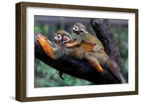 Squirrel Monkey and Baby-Lantern Press-Framed Art Print