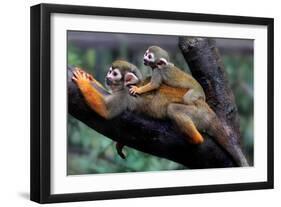 Squirrel Monkey and Baby-Lantern Press-Framed Art Print