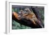 Squirrel Monkey and Baby-Lantern Press-Framed Art Print