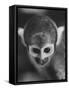 Squirrel Monkey, Baker, Who Made Space Flight in Jupiter Missile, in Lab-Grey Villet-Framed Stretched Canvas