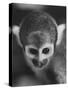 Squirrel Monkey, Baker, Who Made Space Flight in Jupiter Missile, in Lab-Grey Villet-Stretched Canvas