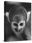 Squirrel Monkey, Baker, Who Made Space Flight in Jupiter Missile, in Lab-Grey Villet-Stretched Canvas