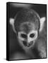 Squirrel Monkey, Baker, Who Made Space Flight in Jupiter Missile, in Lab-Grey Villet-Framed Stretched Canvas