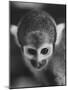 Squirrel Monkey, Baker, Who Made Space Flight in Jupiter Missile, in Lab-Grey Villet-Mounted Photographic Print