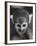 Squirrel Monkey, Baker, Who Made Space Flight in Jupiter Missile, in Lab-Grey Villet-Framed Photographic Print