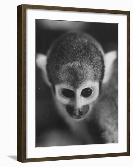 Squirrel Monkey, Baker, Who Made Space Flight in Jupiter Missile, in Lab-Grey Villet-Framed Photographic Print