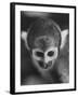 Squirrel Monkey, Baker, Who Made Space Flight in Jupiter Missile, in Lab-Grey Villet-Framed Photographic Print