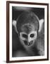 Squirrel Monkey, Baker, Who Made Space Flight in Jupiter Missile, in Lab-Grey Villet-Framed Photographic Print