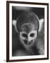 Squirrel Monkey, Baker, Who Made Space Flight in Jupiter Missile, in Lab-Grey Villet-Framed Photographic Print