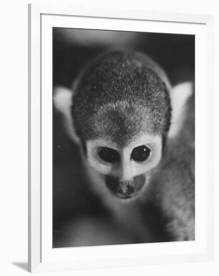 Squirrel Monkey, Baker, Who Made Space Flight in Jupiter Missile, in Lab-Grey Villet-Framed Photographic Print