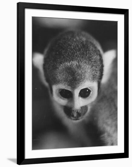 Squirrel Monkey, Baker, Who Made Space Flight in Jupiter Missile, in Lab-Grey Villet-Framed Photographic Print
