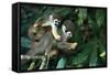 Squirrel Monkey in Amazon Rainforest-Ksenia Ragozina-Framed Stretched Canvas