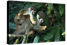 Squirrel Monkey in Amazon Rainforest-Ksenia Ragozina-Stretched Canvas