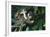 Squirrel Monkey in Amazon Rainforest-Ksenia Ragozina-Framed Photographic Print