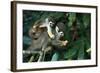 Squirrel Monkey in Amazon Rainforest-Ksenia Ragozina-Framed Photographic Print