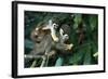 Squirrel Monkey in Amazon Rainforest-Ksenia Ragozina-Framed Photographic Print