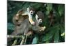 Squirrel Monkey in Amazon Rainforest-Ksenia Ragozina-Mounted Photographic Print