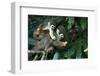 Squirrel Monkey in Amazon Rainforest-Ksenia Ragozina-Framed Photographic Print