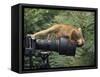 Squirrel Monkey, Investigates Camera, Amazonia, Ecuador-Pete Oxford-Framed Stretched Canvas
