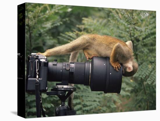 Squirrel Monkey, Investigates Camera, Amazonia, Ecuador-Pete Oxford-Stretched Canvas