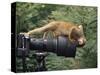 Squirrel Monkey, Investigates Camera, Amazonia, Ecuador-Pete Oxford-Stretched Canvas