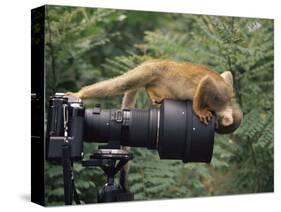 Squirrel Monkey, Investigates Camera, Amazonia, Ecuador-Pete Oxford-Stretched Canvas