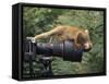 Squirrel Monkey, Investigates Camera, Amazonia, Ecuador-Pete Oxford-Framed Stretched Canvas