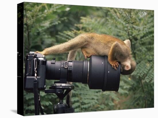 Squirrel Monkey, Investigates Camera, Amazonia, Ecuador-Pete Oxford-Stretched Canvas