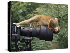 Squirrel Monkey, Investigates Camera, Amazonia, Ecuador-Pete Oxford-Stretched Canvas