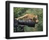 Squirrel Monkey, Investigates Camera, Amazonia, Ecuador-Pete Oxford-Framed Premium Photographic Print