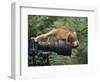 Squirrel Monkey, Investigates Camera, Amazonia, Ecuador-Pete Oxford-Framed Premium Photographic Print