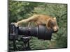 Squirrel Monkey, Investigates Camera, Amazonia, Ecuador-Pete Oxford-Mounted Premium Photographic Print