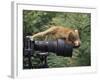 Squirrel Monkey, Investigates Camera, Amazonia, Ecuador-Pete Oxford-Framed Photographic Print