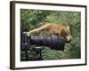 Squirrel Monkey, Investigates Camera, Amazonia, Ecuador-Pete Oxford-Framed Photographic Print