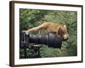 Squirrel Monkey, Investigates Camera, Amazonia, Ecuador-Pete Oxford-Framed Photographic Print