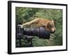 Squirrel Monkey, Investigates Camera, Amazonia, Ecuador-Pete Oxford-Framed Photographic Print