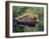 Squirrel Monkey, Investigates Camera, Amazonia, Ecuador-Pete Oxford-Framed Photographic Print