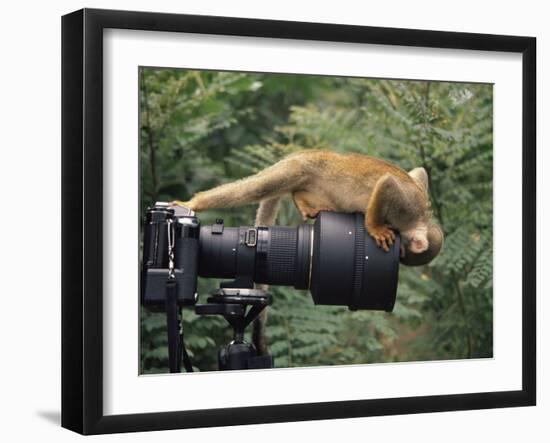 Squirrel Monkey, Investigates Camera, Amazonia, Ecuador-Pete Oxford-Framed Photographic Print