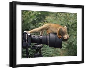 Squirrel Monkey, Investigates Camera, Amazonia, Ecuador-Pete Oxford-Framed Photographic Print