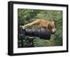 Squirrel Monkey, Investigates Camera, Amazonia, Ecuador-Pete Oxford-Framed Photographic Print