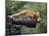 Squirrel Monkey, Investigates Camera, Amazonia, Ecuador-Pete Oxford-Mounted Photographic Print