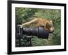 Squirrel Monkey, Investigates Camera, Amazonia, Ecuador-Pete Oxford-Framed Photographic Print