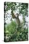 Squirrel Monkey-null-Stretched Canvas