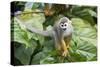 Squirrel Monkey-null-Stretched Canvas